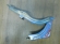 notify_thumb
